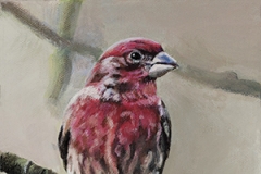 Purple Finch