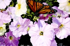 Petunias & Butterfly