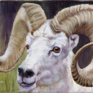 Dall Sheep