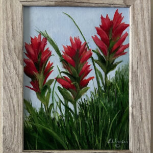 Indian Paintbrush