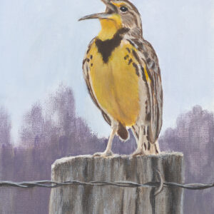 Western Meadowlark