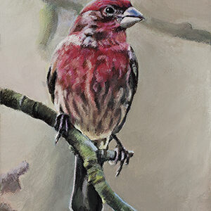 Purple Finch
