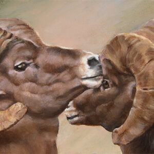 Rocky Mountain Bighorn Sheep