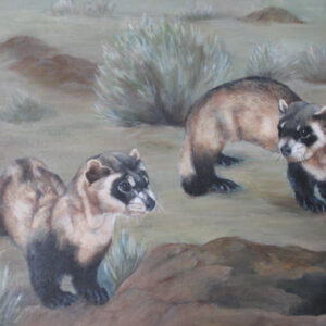 Who's the Ferret of 'em all?