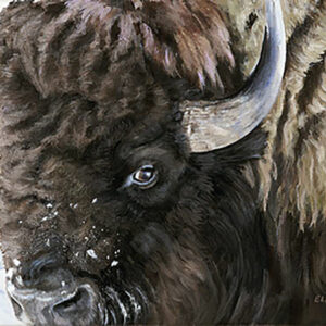 Winter Buffalo